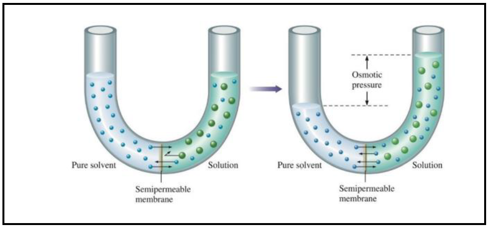 QUE ES LA PRESION OSMÓTICA